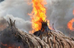 India to burn its ivory stockpile as poaching deterrent?